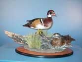 Wood Duck Pair
